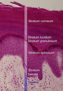 Epidermal Layers